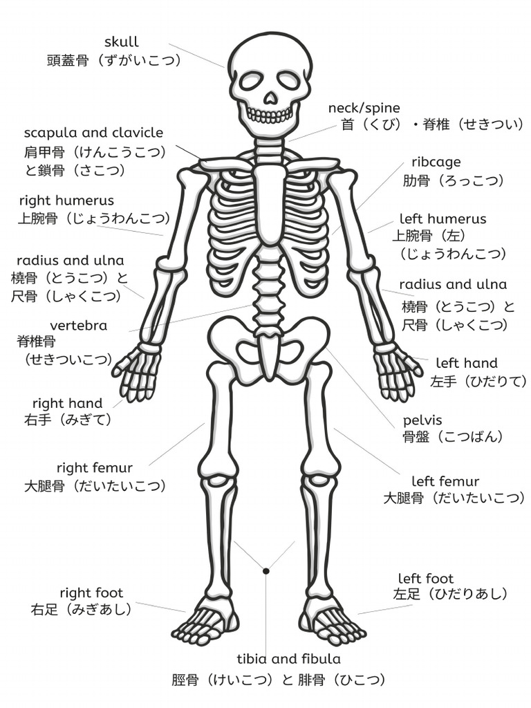 Skeletons Life Size JP Eng Ver 2.PDF Ver 2 | PDF