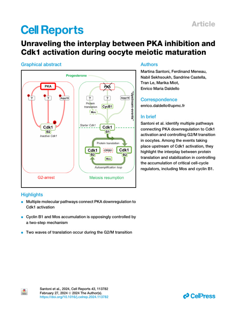 1 - Unraveling The Interplay Between PKA Inhibition and Cdk1 Activation ...
