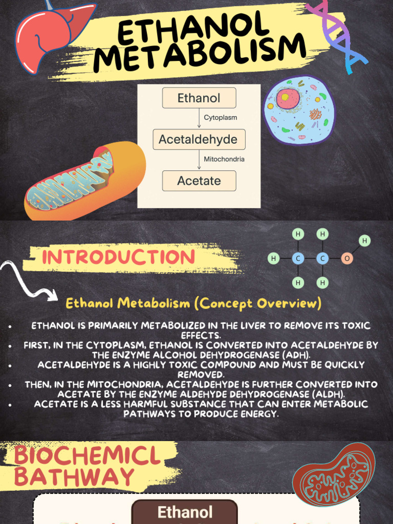 Ethanol Metabolism and Asian Flush Syndrome | PDF | Ethanol | Clinical ...