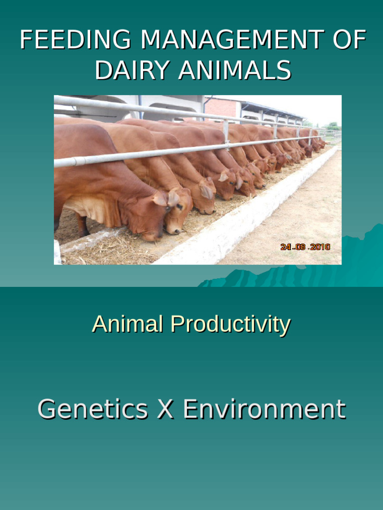 19a Feeding Management-1 | PDF | Dairy Farming | Dairy Cattle