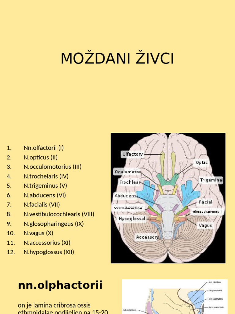 Moždani Živci | PDF