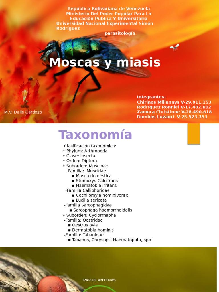 Moscas y Miasis: Taxonomía y Enfermedades | PDF | Mosca | Crisálida