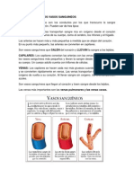 Introduccion A Los Vasos Sanguineos