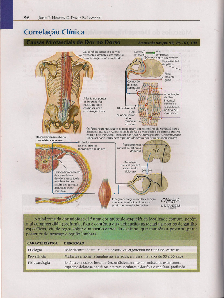 Anatomia e Fisiopatologia da Coluna Vertebral | PDF | Músculo ...