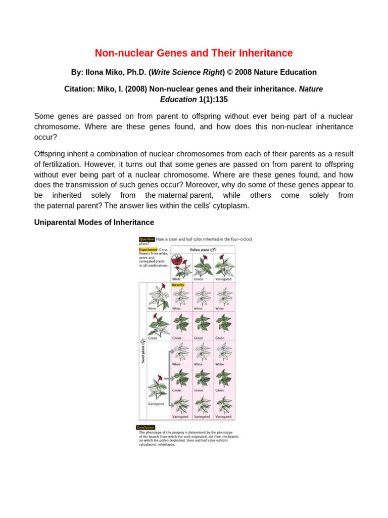 Non-Nuclear Gene Inheritance Explained | PDF | Mitochondrial Dna ...