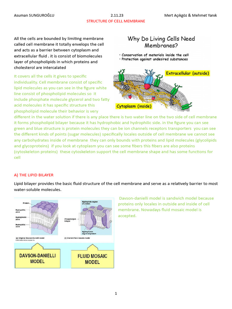 02.11.23 Structure of Cell Membrane | PDF | Protein Targeting | Cell ...