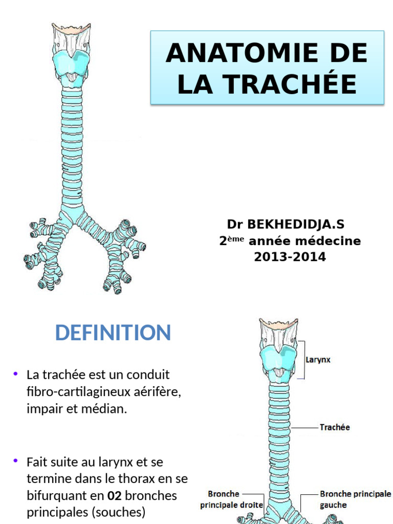 Anatomie de la Trachée en Médecine | PDF | Nerf vague | Cou