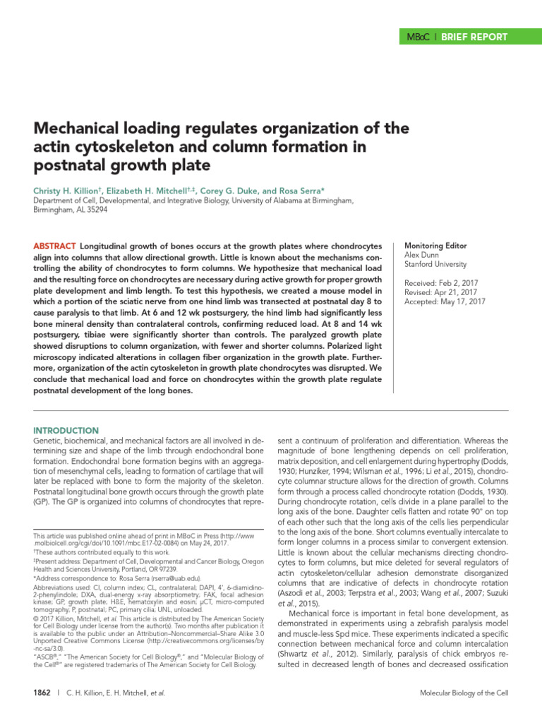 Mechanical Loading Regulates Organization of The Actin Cytoskeleton and ...