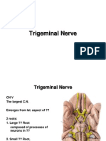 Trigeminal Nerve