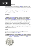 Estructura Del Espermatozoide