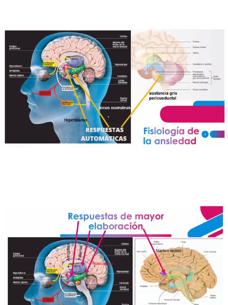 Fisiología de La Ansiedad | PDF
