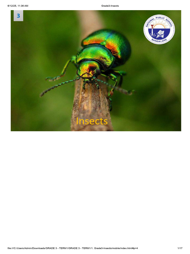 Grade 3 Insects Study Guide | PDF
