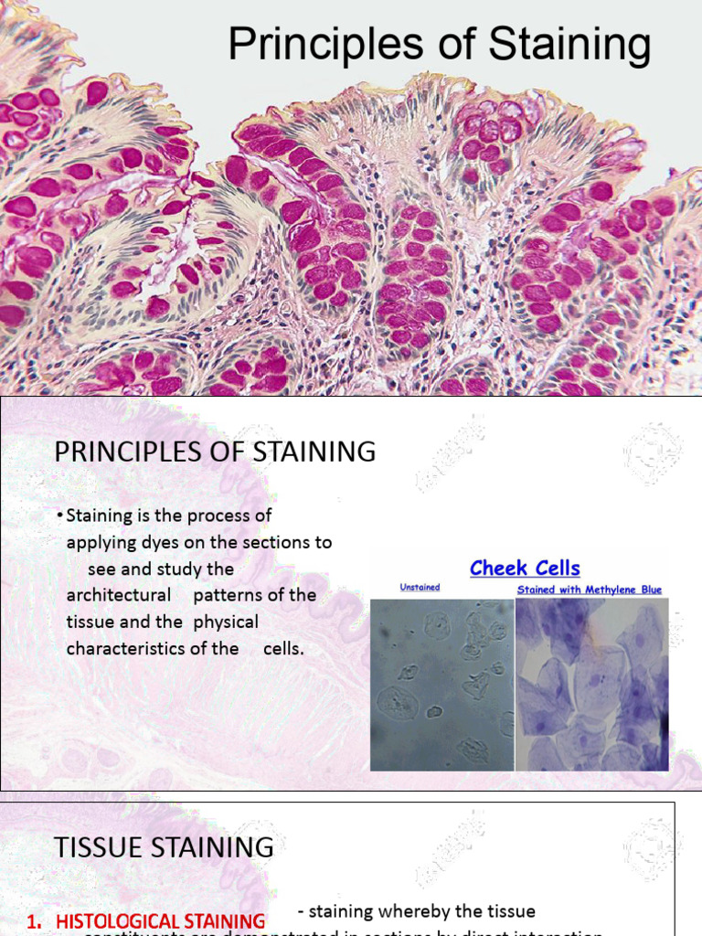 Principles of Staining Techniques | PDF | Staining | Immunohistochemistry