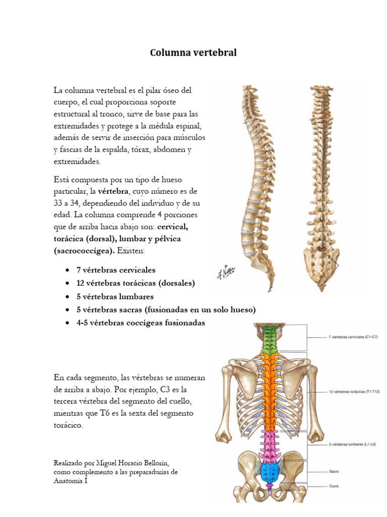Imágenes de la columna vertebral | PDF | Vértebra | Sistema esquelético