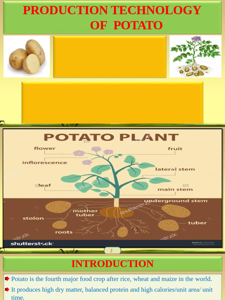 HORT-211 - B. Sc. Part II Potato | PDF | Potato | Agriculture