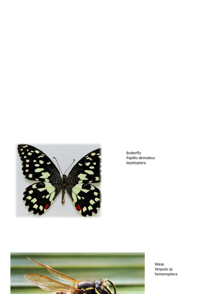 Insect Species and Scientific Names | PDF