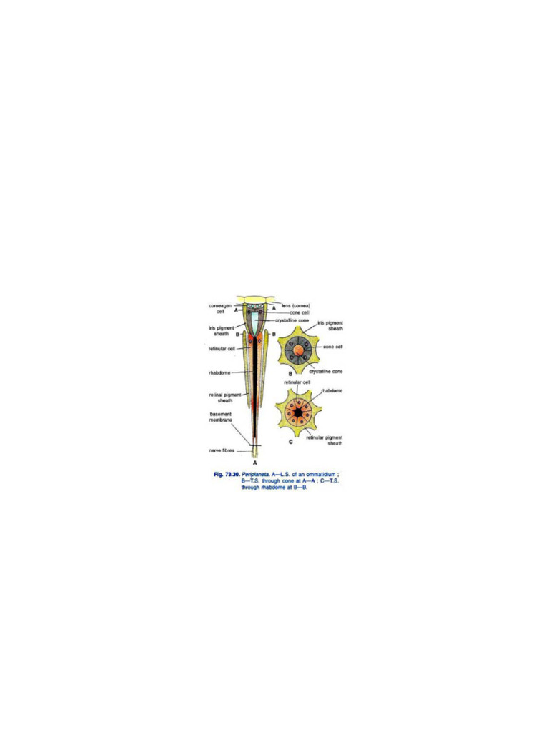 Structure of Cockroach Compound Eyes | PDF | Eye | Anatomy