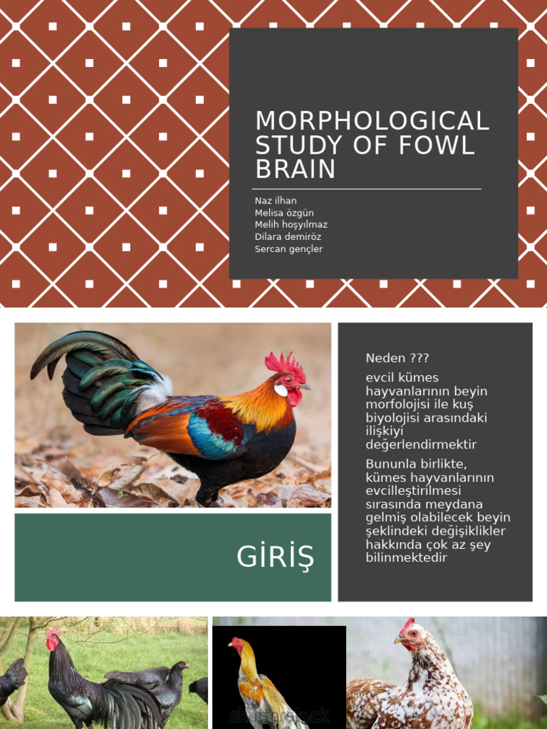 Morphologıcal Study of Fowl Braın | PDF