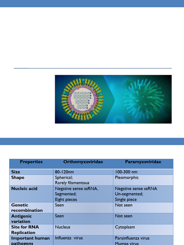 Orthomyxoviridae2024 New | PDF | Virus | Virology