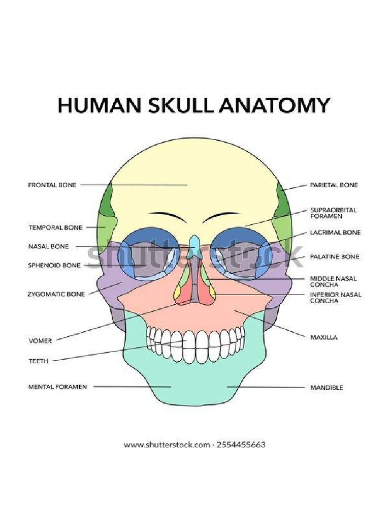 Bone and Sutures of Skull | PDF