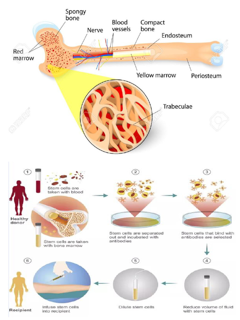 Bone Marrow | PDF