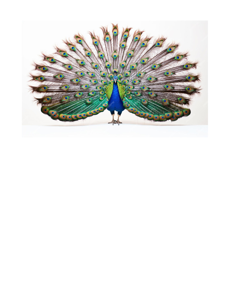 Peacock Image | PDF