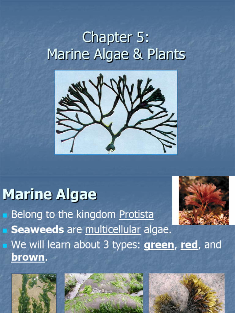 Marine Algae and Beach Plant Adaptations | PDF | Algae | Beach