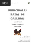 Download Principales Razas de Gallinas by Elena London SN92763256 doc pdf