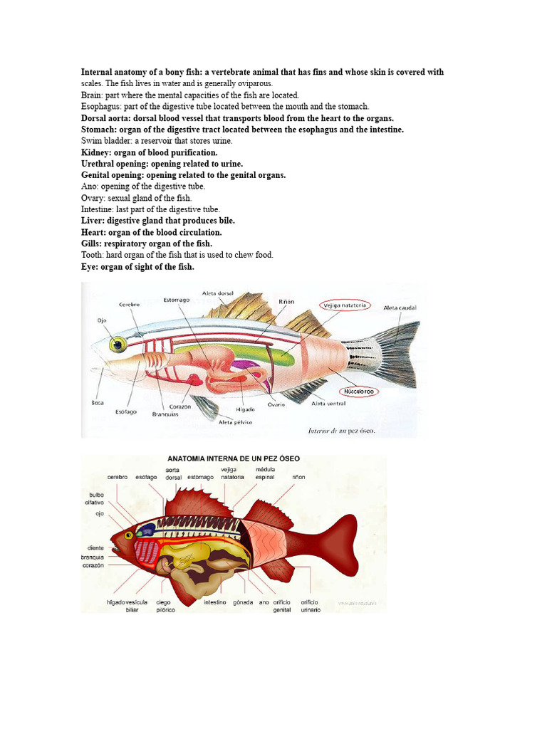 Bony Fish Internal Anatomy Explained | PDF