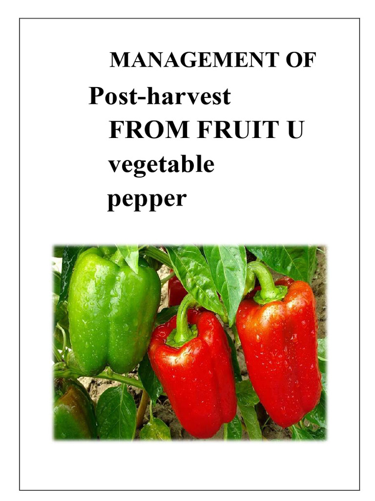 Post-Harvest Management of Peppers | PDF | Capsicum | Carbon Dioxide