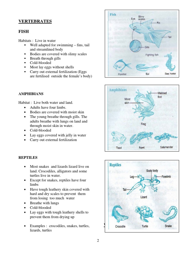 Overview of Vertebrate Classes | PDF | Egg | Reptile