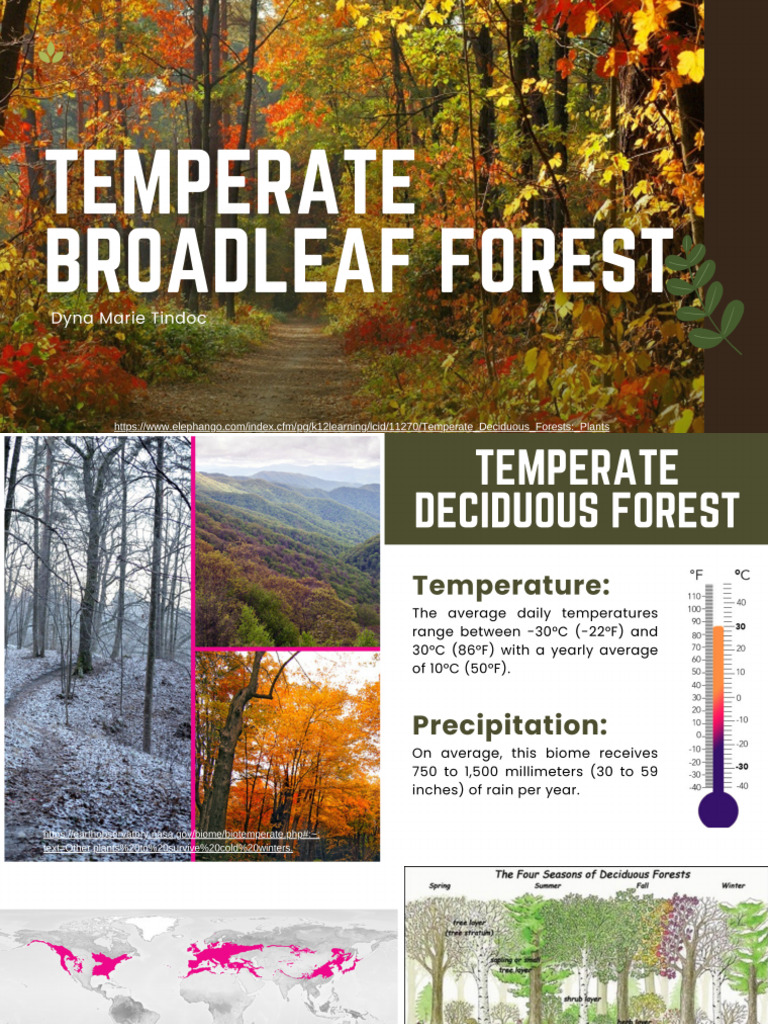 Temperate Broadleaf Forest | PDF