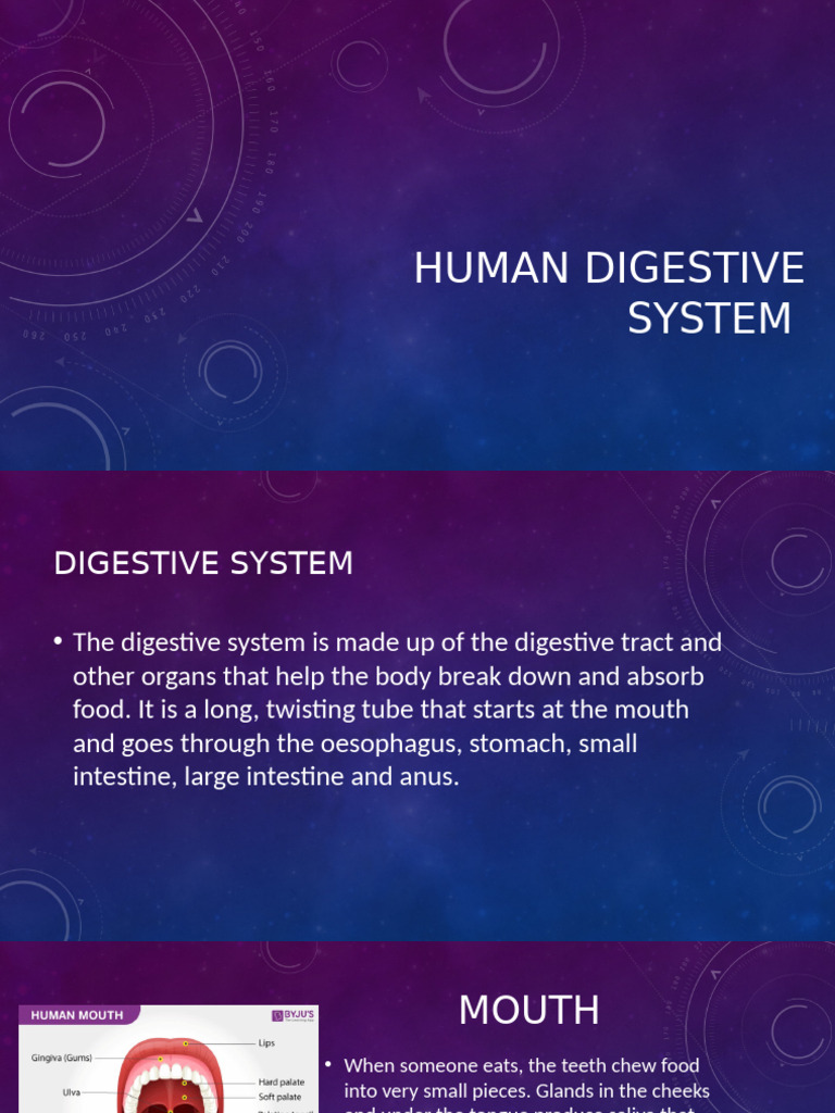 Overview of the Human Digestive System | PDF
