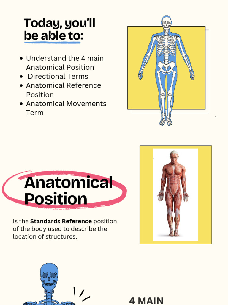 Anatomical Position and Movements | PDF | Anatomical Terms Of Motion ...