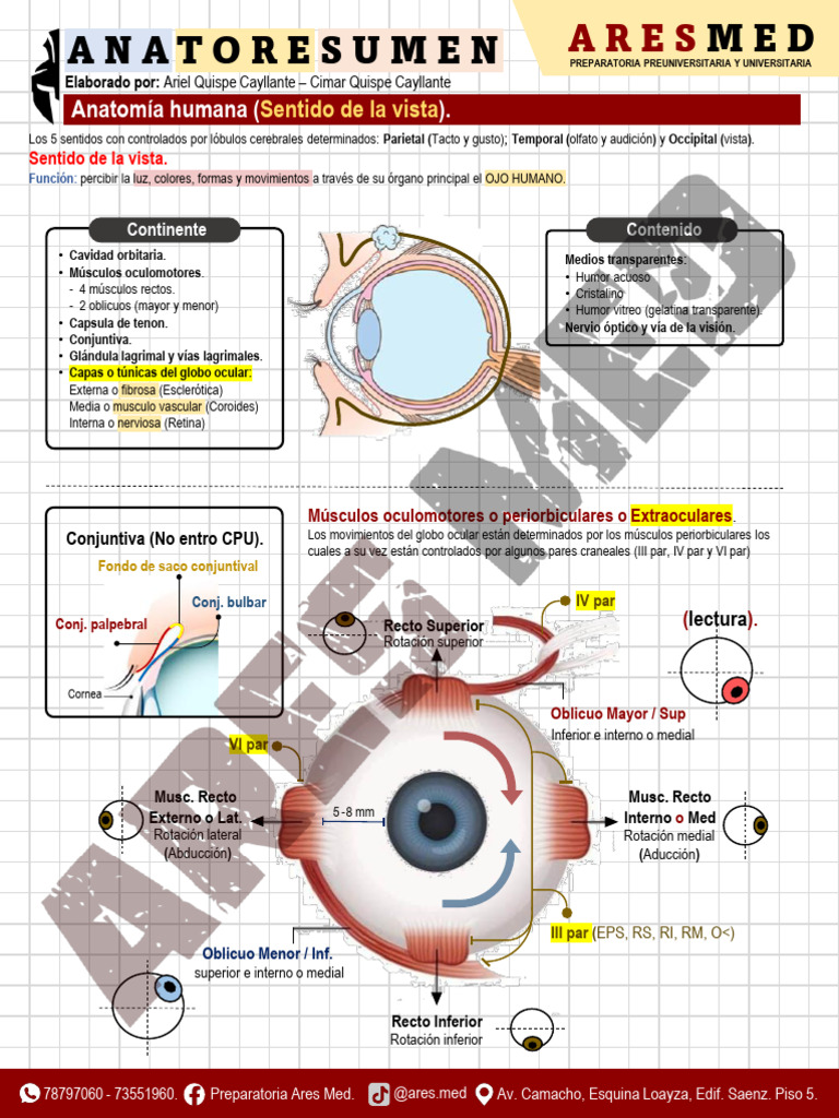 Anatomía del Sentido de la Vista | PDF | Percepción visual | Ojo