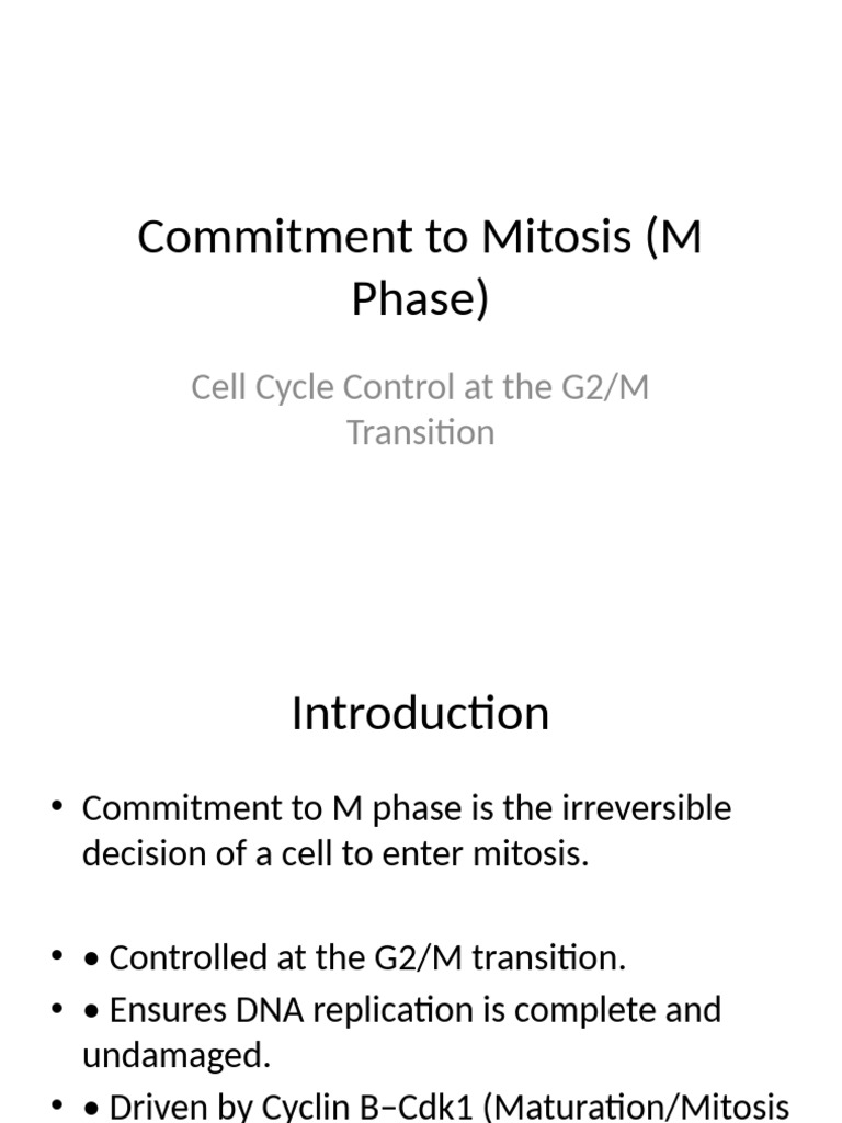 M Phase Commitment in Cell Cycle Control | PDF
