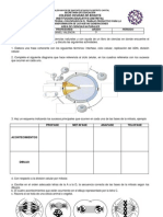 Actividades Sobre Mitosis y Meiosis