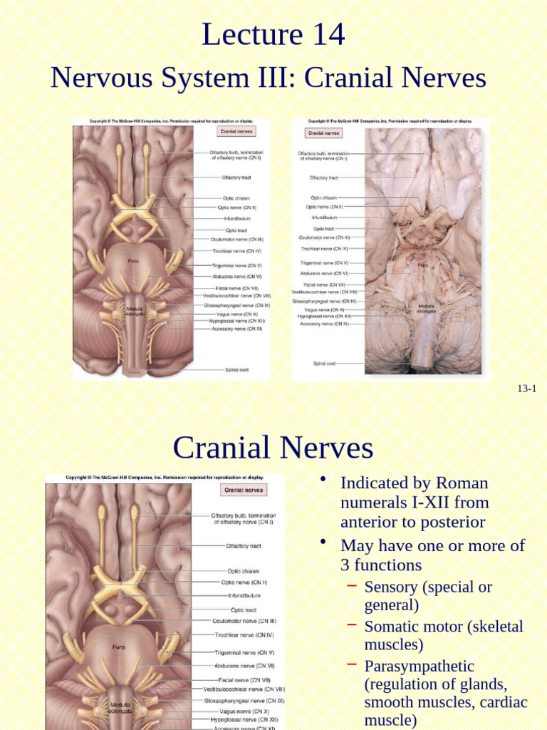 Overview of Cranial Nerves Functions | PDF | Neuroscience | Neuroanatomy