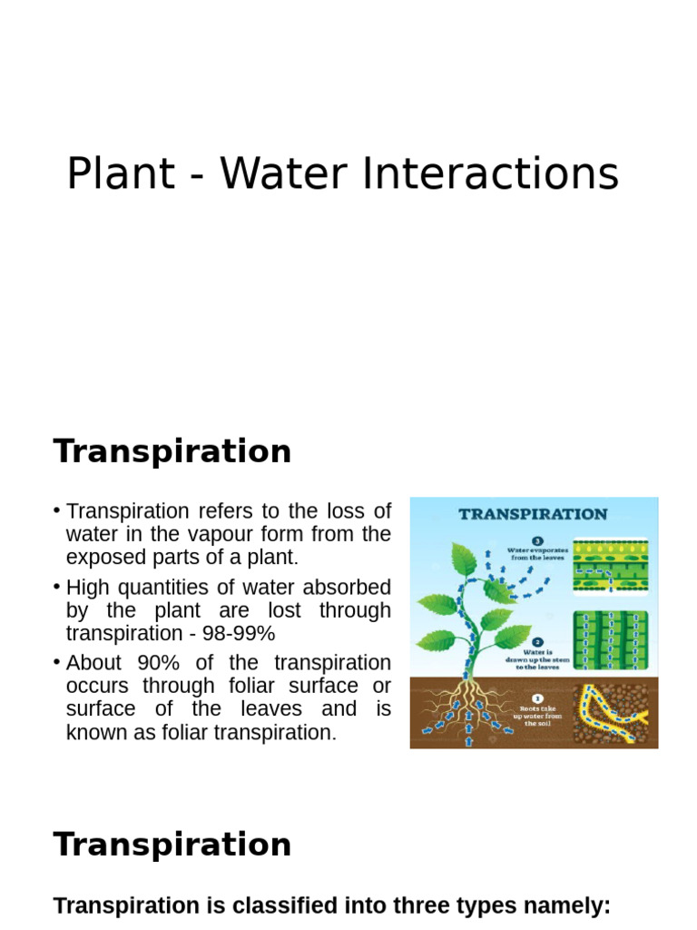 Plant Water Relations and Germination | PDF | Stoma | Seed