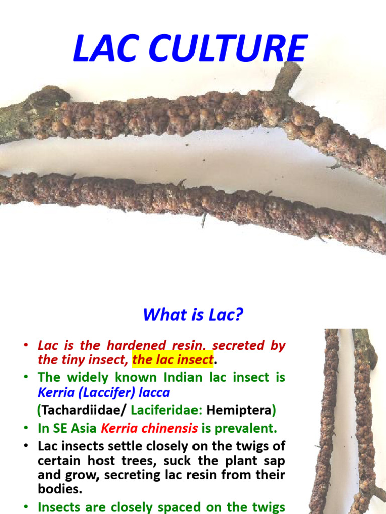 Understanding Lac Culture and Insects | PDF | Pest (Organism) | Insects