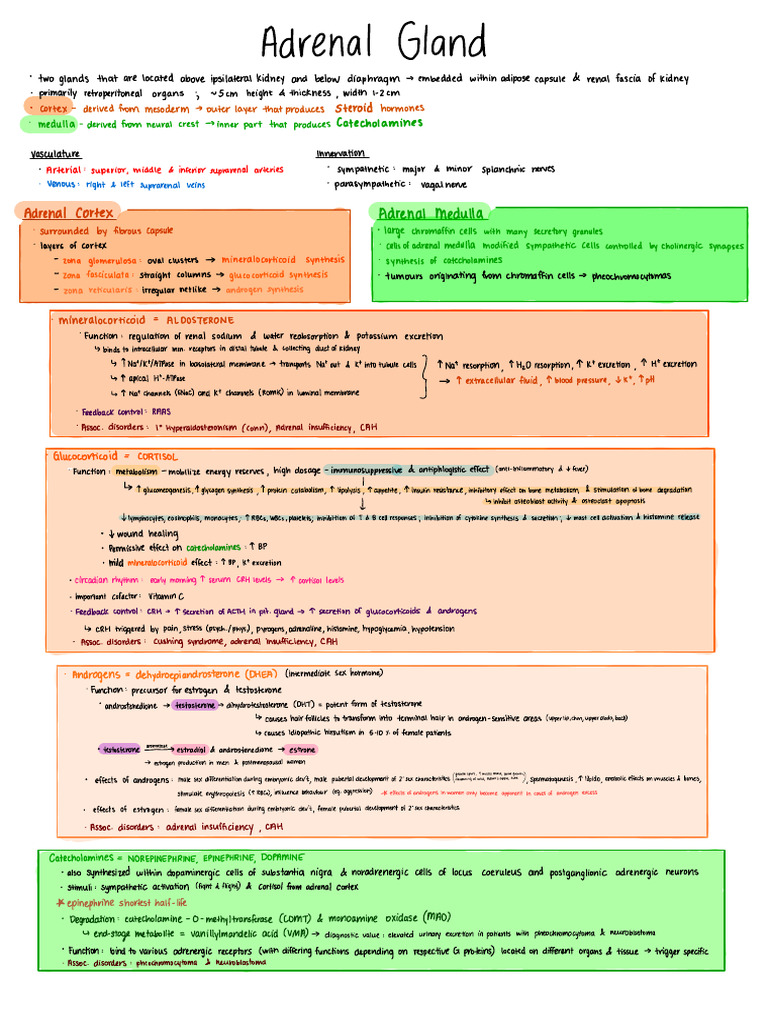Adrenal Gland Anatomy and Disorders | PDF | Adrenal Gland | Hormone