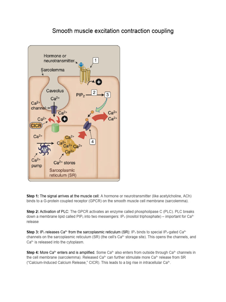 Smooth Muscle Contraction Mechanism | PDF