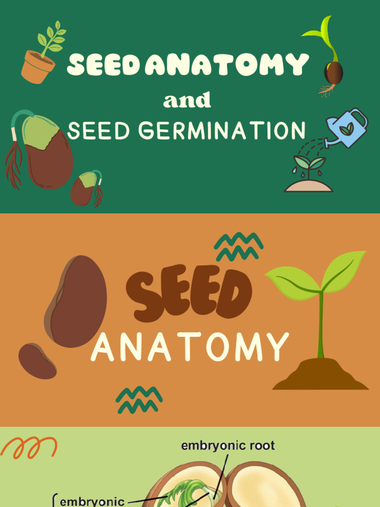Seed Anatomy and Seed Germination | PDF