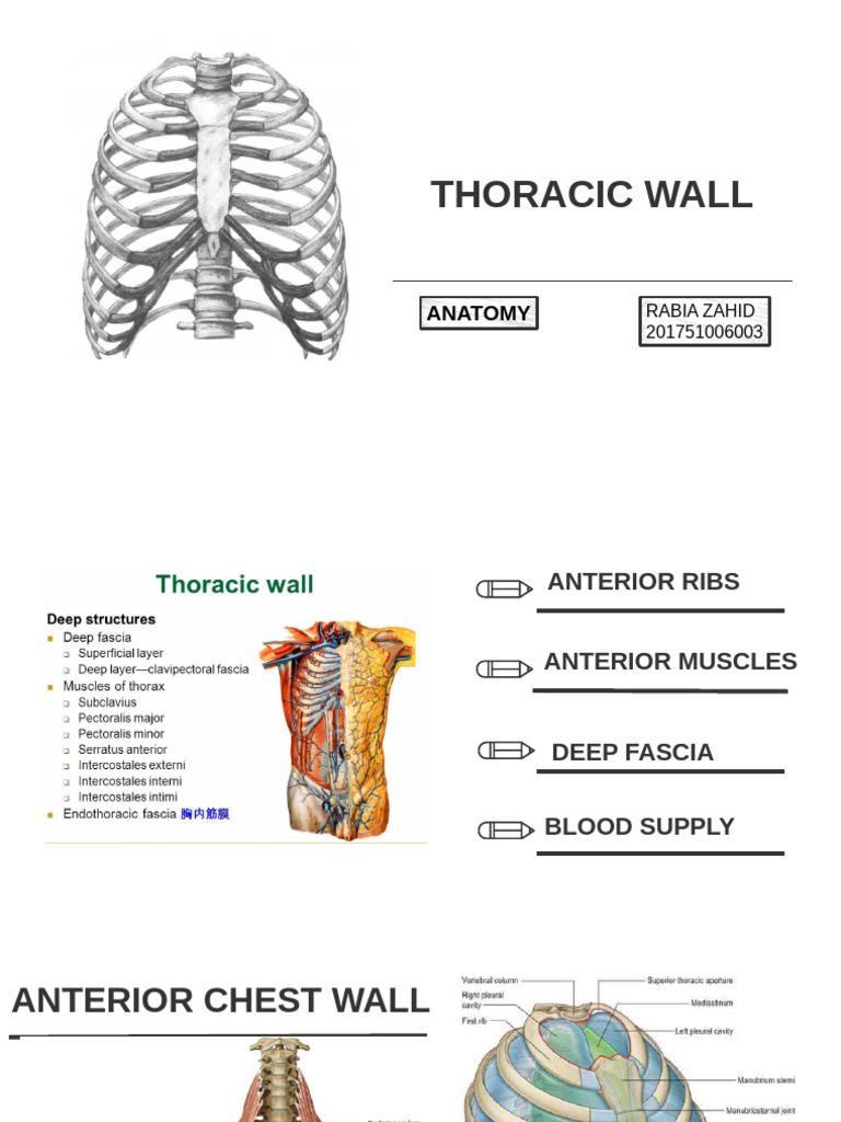 Thoracic Wall Anatomy Overview | PDF | Thorax | Vertebra