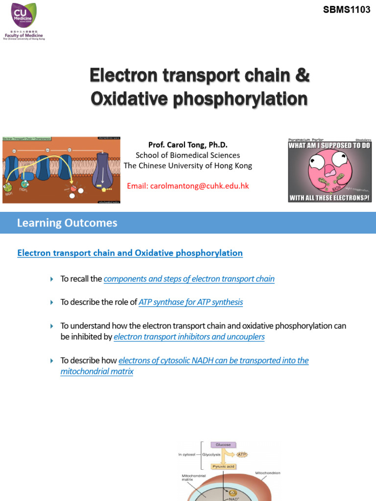 SBMS1103 Oxidative Phosphorylation | PDF | Electron Transport Chain ...
