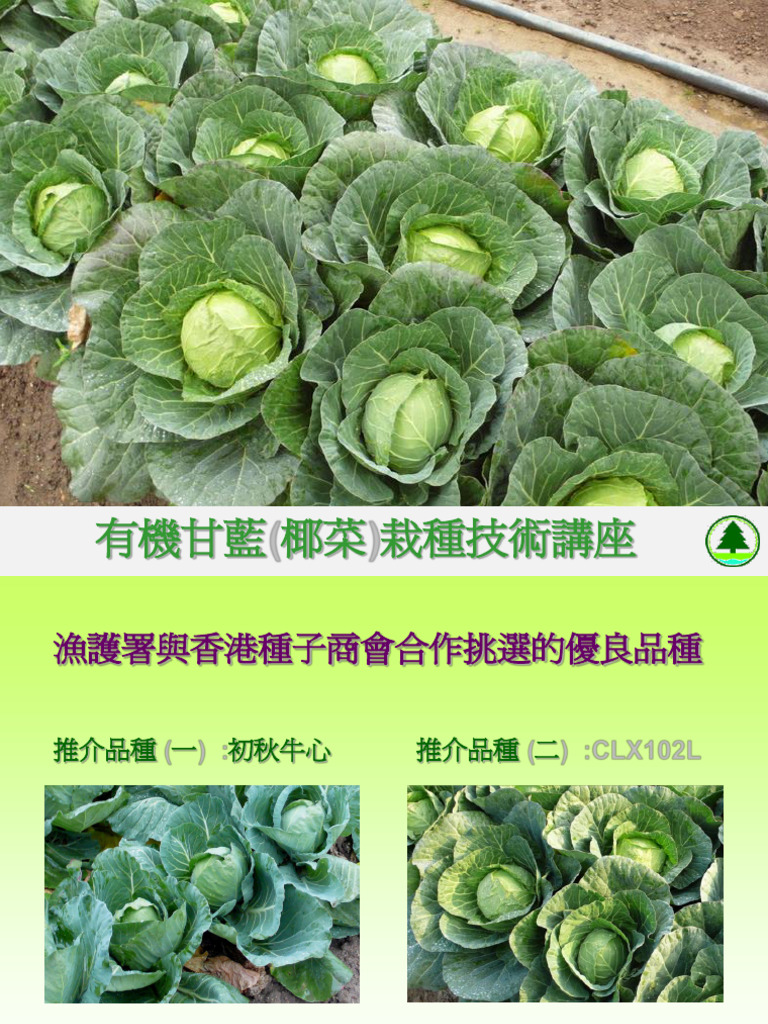 Organic Cabbage | PDF