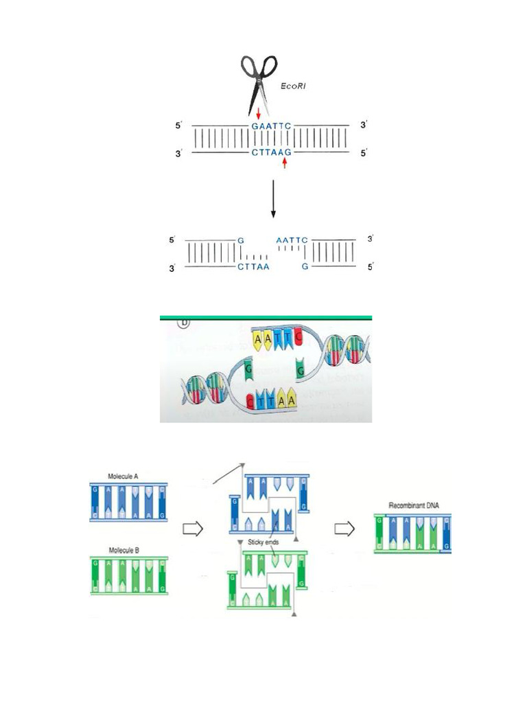 Adn Recomb (1) | PDF