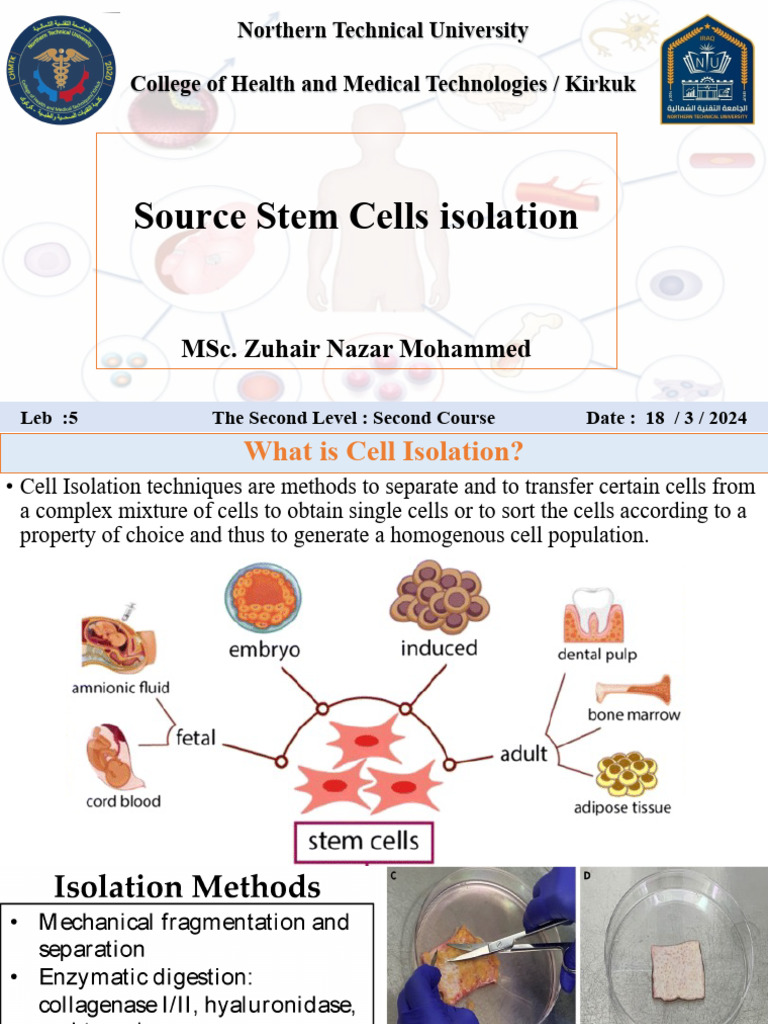 Stem Cell Isolation Techniques Explained | PDF | Stem Cell ...