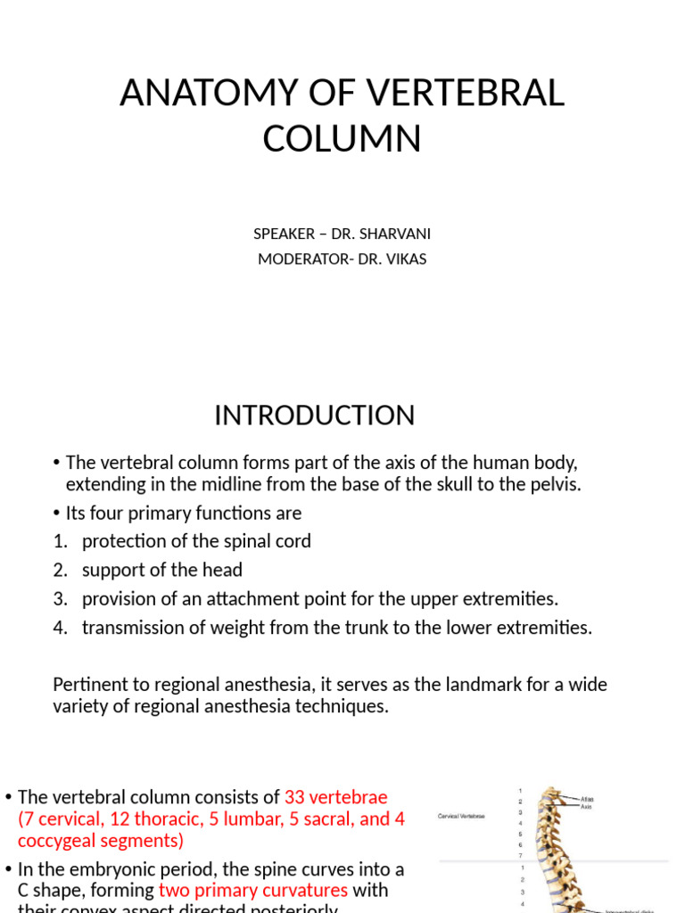 Anatomy of the Vertebral Column | PDF | Vertebra | Spinal Cord
