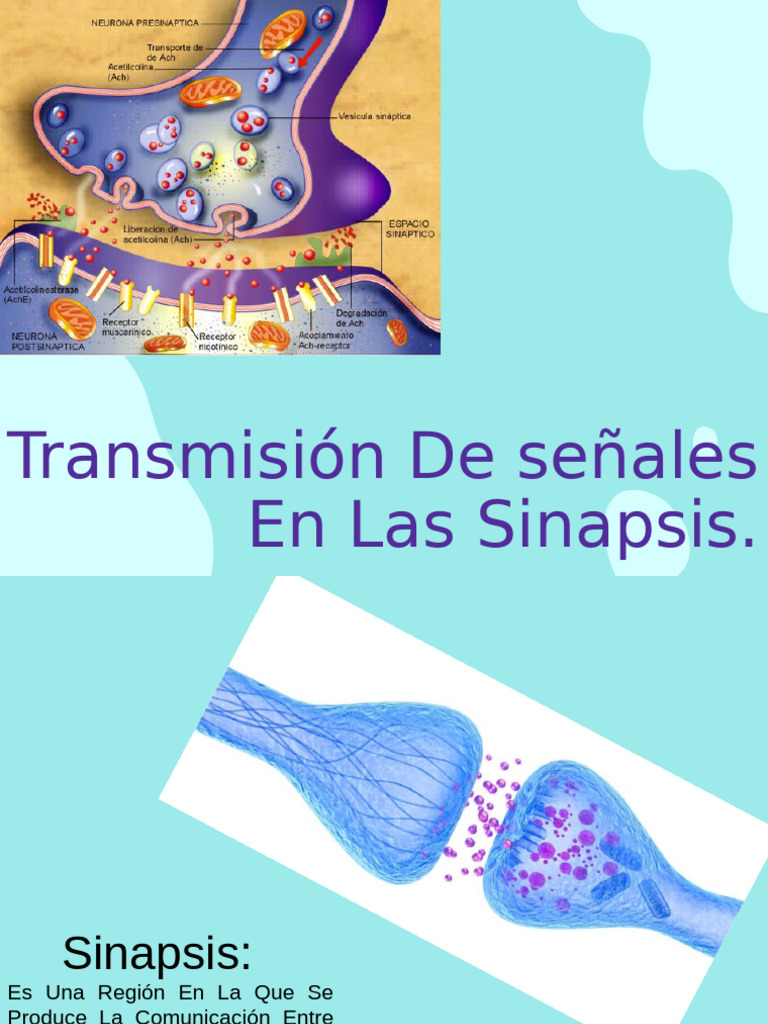 Sinapsis: Comunicación Neuronal Esencial | PDF | Sinapsis | Neurona